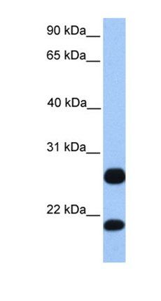 C1orf63 antibody