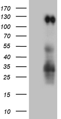 C1orf83 (TCEANC2) antibody