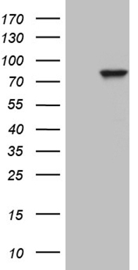 C1orf83 (TCEANC2) antibody