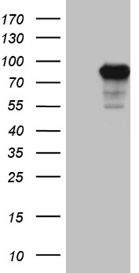 C1orf83 (TCEANC2) antibody