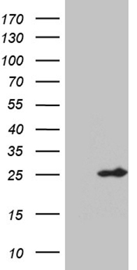 C1orf83 (TCEANC2) antibody