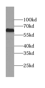 C1orf92 antibody