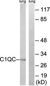 C1QC antibody