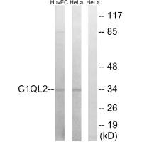 C1QL2 antibody