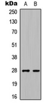 C1QL3 antibody