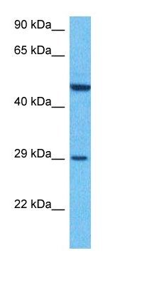 C1QT2 antibody
