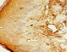 C1QTNF1 Antibody