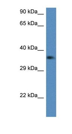 C1qtnf2 antibody