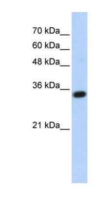 C1QTNF4 antibody