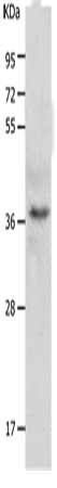 C1QTNF5 antibody