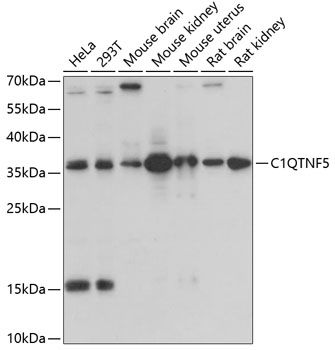 C1QTNF5 antibody