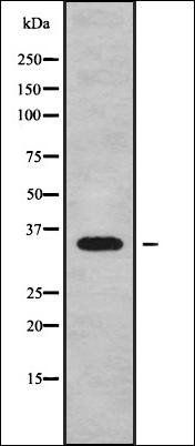 C1QTNF9B antibody