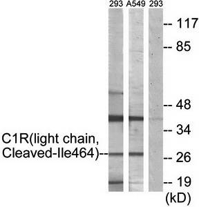 C1R (L chain, Cleaved-Ile464) antibody