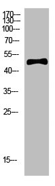 C1RL Antibody