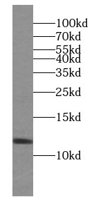 C20orf149 antibody