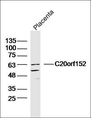 C20orf152 antibody