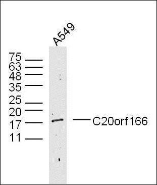 C20orf166 antibody