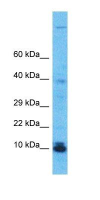 C20orf197 antibody