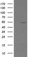 C20orf30 (TMEM230) antibody