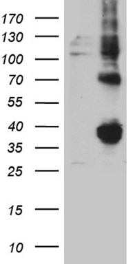 C20orf7 Antibody