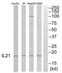 IL21 antibody