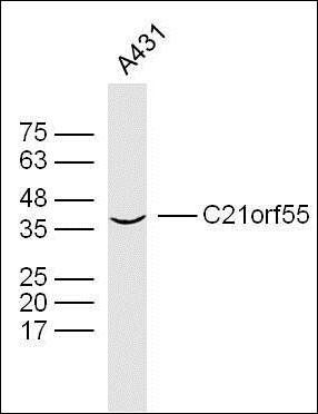 C21orf55 antibody