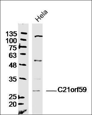 C21orf59 antibody