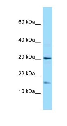 C21orf69 antibody