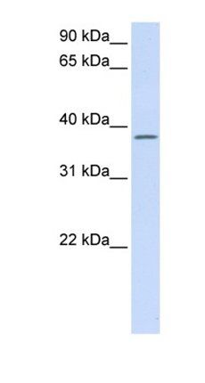 C21orf91 antibody
