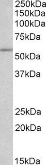 C22ORF28 antibody