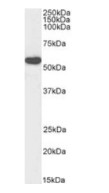 Goat anti-HSPC117 (aa201-215), Biotinylated Antibody