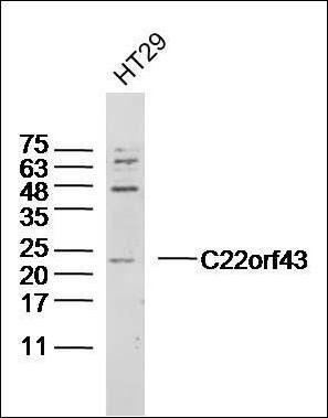 C22orf43 antibody