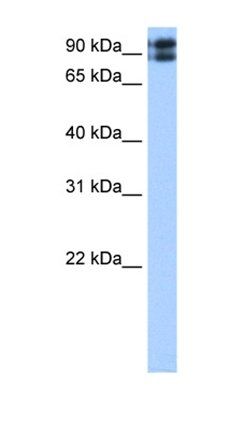 C2CD2L antibody