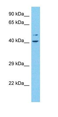 C2CD4B antibody