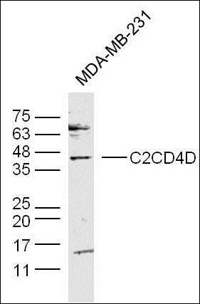 C2CD4D antibody