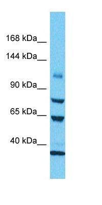 C2CD5 antibody