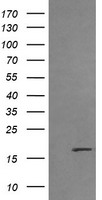 C2orf43 (LDAH) antibody