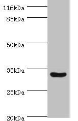 C2orf47 antibody