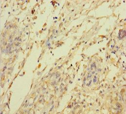 C2orf49 Antibody