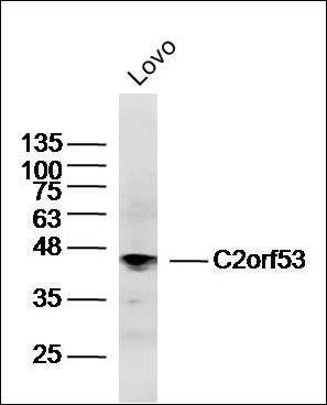 C2orf53 antibody