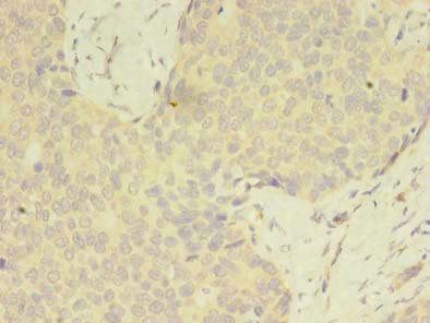 C2orf69 Antibody