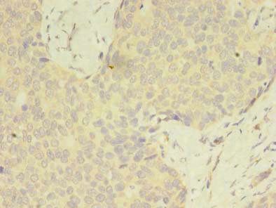 C2orf69 antibody