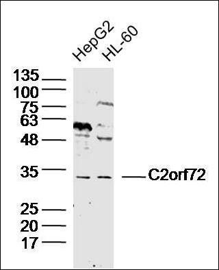 C2orf72 antibody