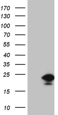 C2orf80 antibody