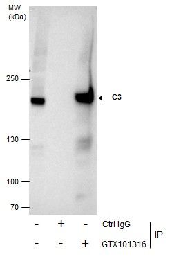 C3/C3b Rabbit Polyclonal Antibody