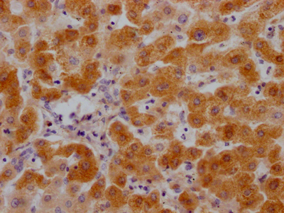 C3 Recombinant Monoclonal Antibody
