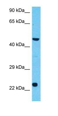 C3AR1 antibody
