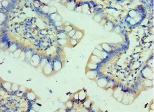 C3AR1 Antibody