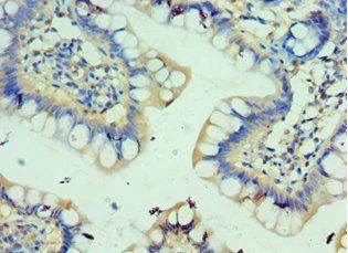 C3AR1 antibody