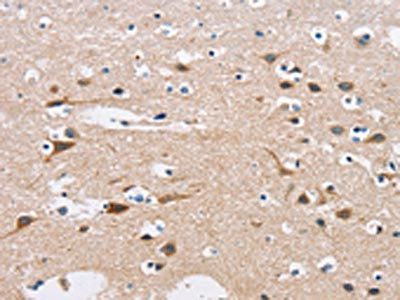 C3AR1 Antibody
